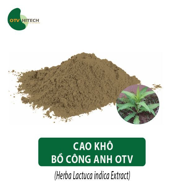 Cao khô Bồ Công Anh OTV