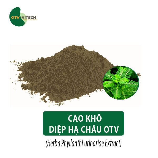 Cao khô Diệp Hạ Châu OTV